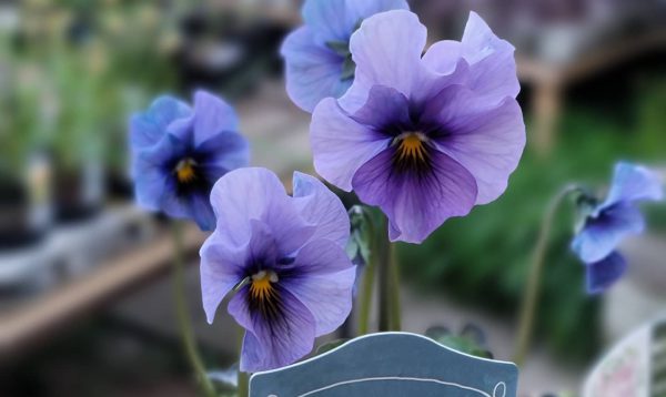 沖縄県産　ラン　花芽付き　カット苗　3セット ひつじのショーン 沖縄県産 ラン 花芽付き カット苗 3セット ひつじのショーン様専用